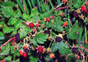 Rubus ursinus